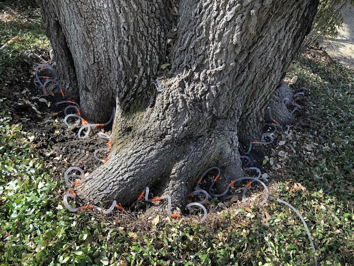 Detailed Tree Cabling and Bracing job site in Troy